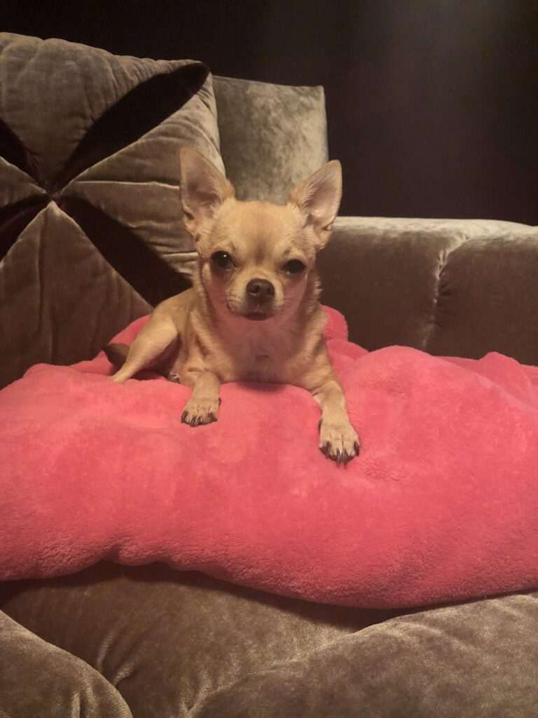 Fanni – die Immobilienhilfe in München bei ImmoFerreira mit tierischem Charme und freundlicher Präsenz