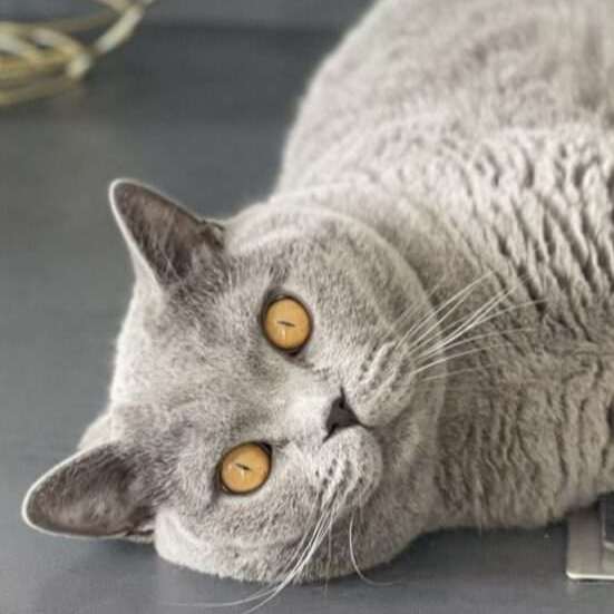 BALU